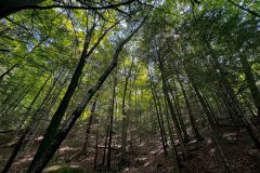 IMG_3295-scaled