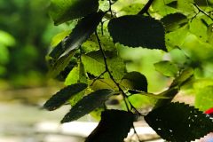 IMG_7205-scaled